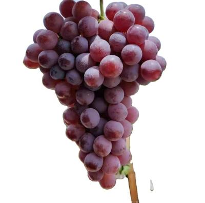 China Export superior seedless grapes fresh red globe grapes Te koop