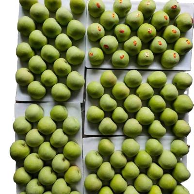 China Crop 2021 fresh granny smith apple green delicious apple for sale