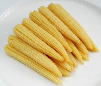 China New Canned Crop Canned Baby Corn For Sale for sale