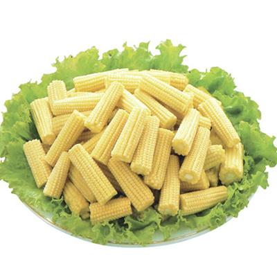 China Good Quality Canned Canned Fresh Baby Corn Whole / Cut for sale