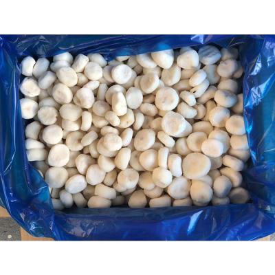 China Canned exporting freshwater chestnut whole slice dices for sale