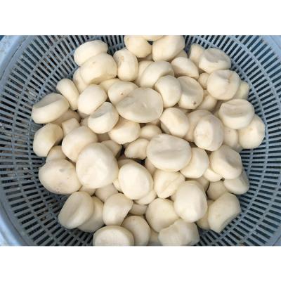 China Hot Sale Canned Slice Canned Water Chestnuts 227g for sale