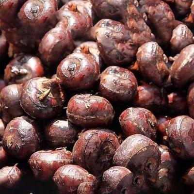 China New seasonal canned freshwater chestnuts for sale