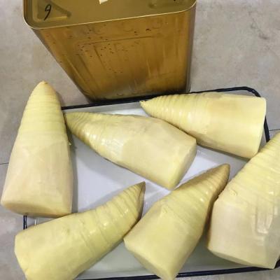 China Whole canned bamboo shoot canned in water 18kg for sale