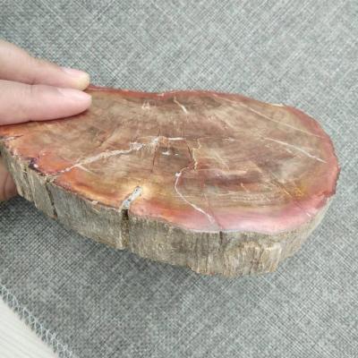 China China Natural Petrified Wood Slice for sale