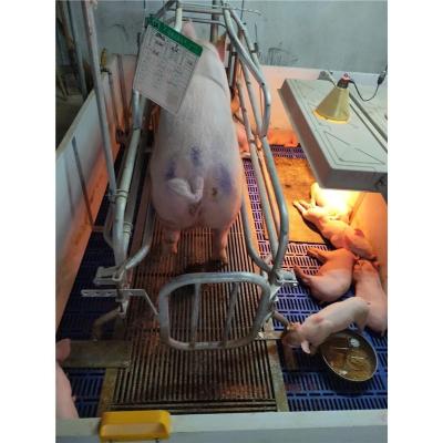 China Long Lifespan Price Reduc Piggery Pig Farm Equipment Pig Cage Feeder Farrowing Crate for sale