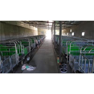 China Long lifespan low price pig cages farm equipment stall system pig farrowing crate for sale for sale