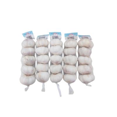 China Chinese Fresh Garlic Small Package 3P 5P Normal White Fresh Garlic Mesh Bag In Carton Fresh Garlic for sale