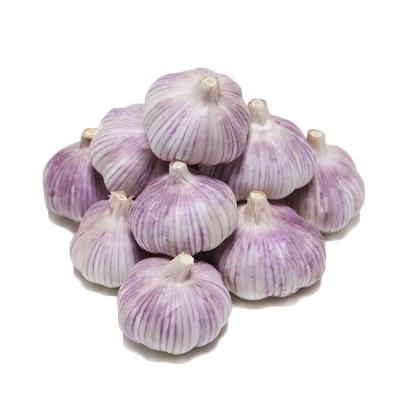 China bawang fresh putih wholesale price supplier normal white organic raw fresh garlic segar for sale