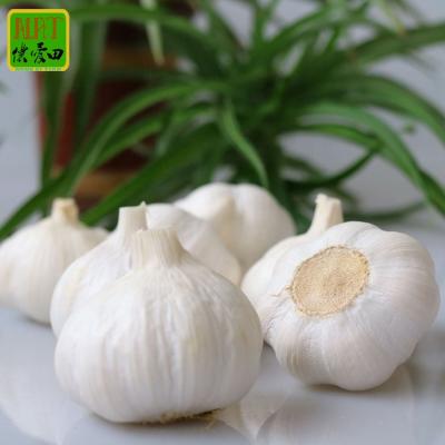 China Chinese 3p 4p Fresh Pure White Garlic Garlic In Carton Snow White Price China Fresh White Garlic for sale