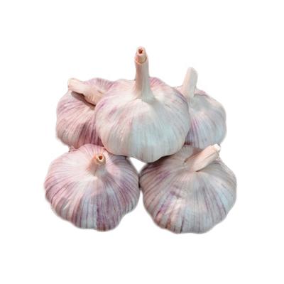 China Wholesale Fresh Chinese Fresh Garlic Natural Fresh Garlic Alho Fresco Bawang Putih Putih Red White Purple for sale