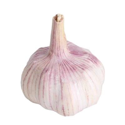 China Professional cheap price wholesale fresh garlic manufacturing fresh for sale