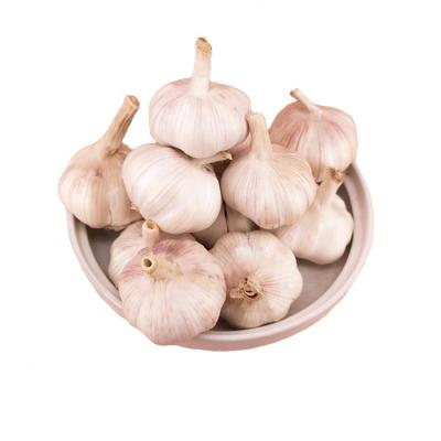 China Professional export of low price newest fresh culture best quality garlic in China fresh garlic for sale