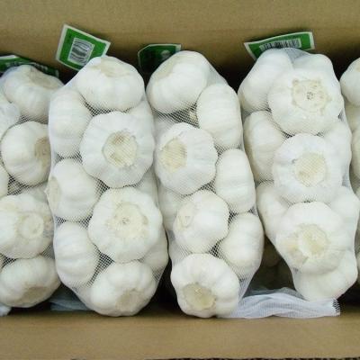 China fresh natural white fresh garlic and organic garlic price in low pure white garlic for sale