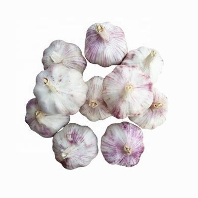 China Elephant Garlic Low Price High Quality Garlic New Natural Fresh Fresh Garlic White Culture For Wholesale for sale