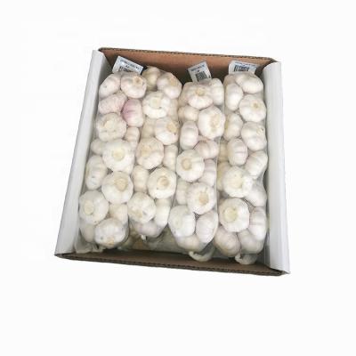 China New High Quality Fresh Fresh Normal White Garlic Cultivation In Carton Elephant Garlic For Wholesale for sale