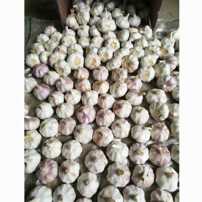 China Garlic Mesh Packing Net Bag New Fresh Normal Fresh White High Quality Garlic Culture For Wholesale Garlic for sale