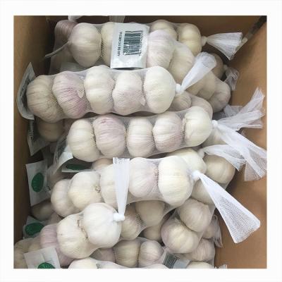 China New Garlic Mesh Culture Bag High Quality Fresh Natural White Garlic Garlic Fresh Garlic Suppliers China Fresh Garlic for sale