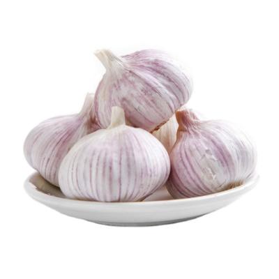 China Bulk Fresh Garlic Fresh Natural White Garlic Best Quality Fresh Natural Garlic White for sale