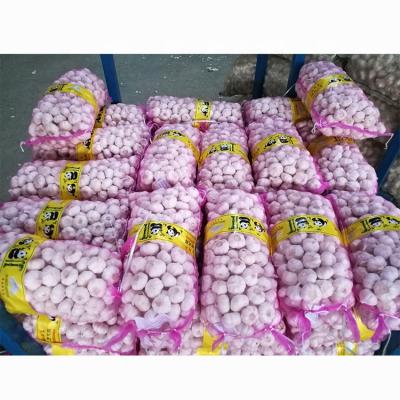 China Natural White Garlic Newest Fresh Fresh Garlic Culture In 20/10kg Mesh Bag Natural White Garlic for sale