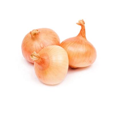 China Newest professional export high quality fresh yellow fresh cultured onion white onion white fresh onion for sale