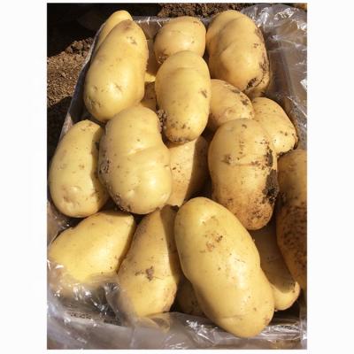 China High quality new Holland fresh potato crop export potato price wholesale fresh potato for sale