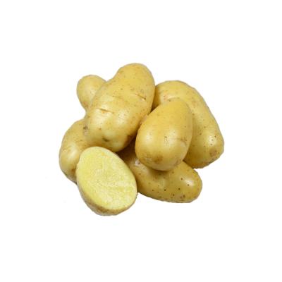 China Wholesale Newest High Quality Chinese Fresh Cultivation Fresh Potato Potato Potato Fresh Potato for sale