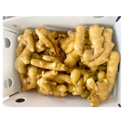 China Best Quality Fresh Chinese Ginger Fresh Bulk Ginger Professional Export Fresh Ginger For Wholesale for sale