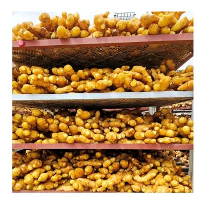 China Newest Fresh Ginger Culture Bulk Fresh Ginger Professional Export Fresh Ginger For Wholesale for sale