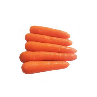 China Newest Carrot Fresh Fresh Organic Carrot Crop in Carton S M L Professional Export Fresh Carrot for sale