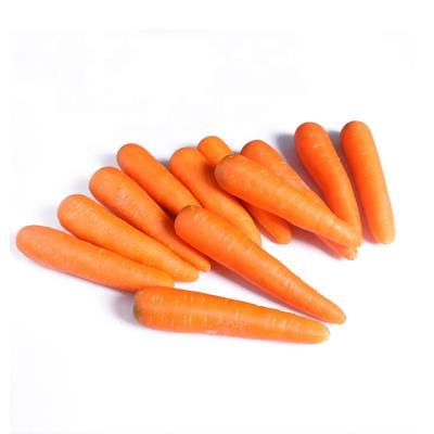 China China Wholesale Fresh Red Organic High Quality New Export Carrot Fresh Baby Carrots Baby Carrots for sale