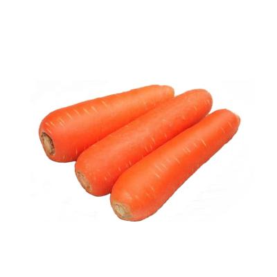 China Good Quality Carrots Newest Fresh Chinese Fresh Carrot Cultivation In Carton Fresh Vegetables Organic Carrot for sale