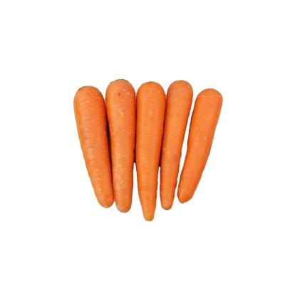 China Cheap Price Fresh Organic Carrot Fresh Carrot In Carton S M L Professional Export Fresh Carrot for sale