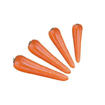 China Cheap price carrot newest fresh fresh carrot crop in carton S M L professional export fresh carrot for sale