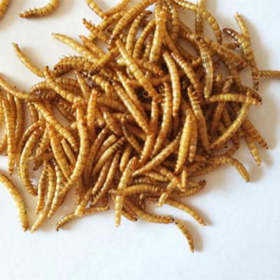 China Competitive Price Bird Food Delicious Wild Bird Reptile Food Dried Mealworm for sale