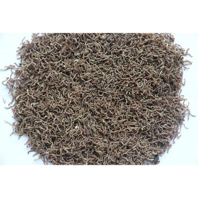 China 2022 New Tasty Fish Food Good Quality Pet Food Storage Bloodworm For Use for sale