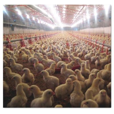 China Raises automatic chicken feeder and drinker Te koop