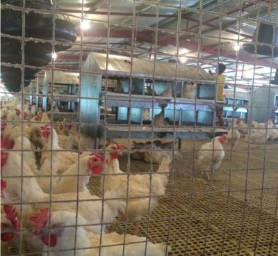 Chine Farms Poultry Chain System / Poultry House / Broiler Fan Feeding Rate à vendre