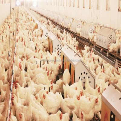 Chine Farms Hot 2021 u Best Chicken Breeding Equipment and Broiler Breeder à vendre