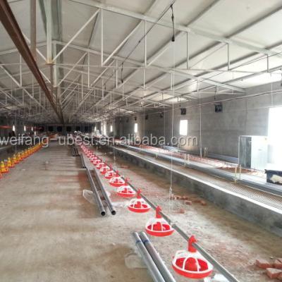 China South African Chain Feeding Farms Female Breeder And Lay Hens System / Breeder Chicken Chain Feeder en venta