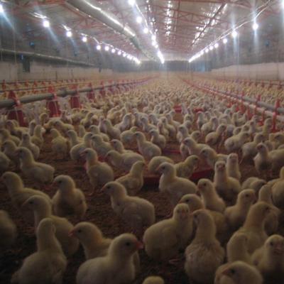 China Farms Equipment For Poultry Raising Prefab Broiler Chicken Houses à venda