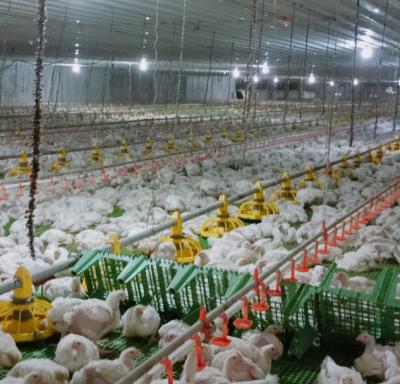 China Used for Poultry Nipple Broiler Poultry Farm Garbage Deep Drinking System with Automatic Drinking Lines for Chicken en venta