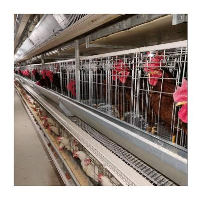 Κίνα U-Best Full Automatic Collector Layer Egg Chicken Automatic Feeding Battery Cages For Poultry Chicken Layer προς πώληση