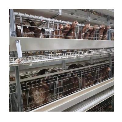 China U-Best Automatic Full Automatic Poultry Farm Equipment Chicken Layer Cages For Egypt en venta