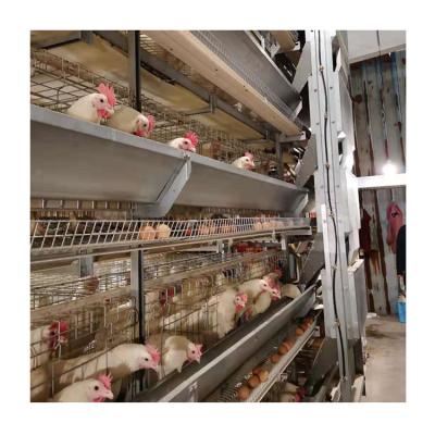 Κίνα Full automatic high quality U-best factory high chicken layer cage used in poultry farm προς πώληση