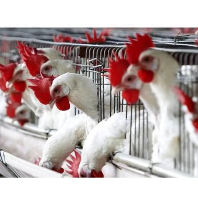 China Full Set Modern Antirust Automatic Poultry Chicken Farm Broiler Cage for sale