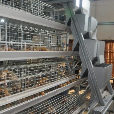 China Antirust Cheap Automatic Feeding Customized Poultry Chicken Cages For Breeding Broiler for sale