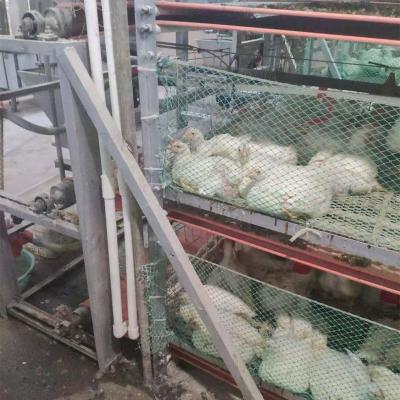 China Farms Animal Broiler And Breeder Chicken Cages Feeding System Te koop