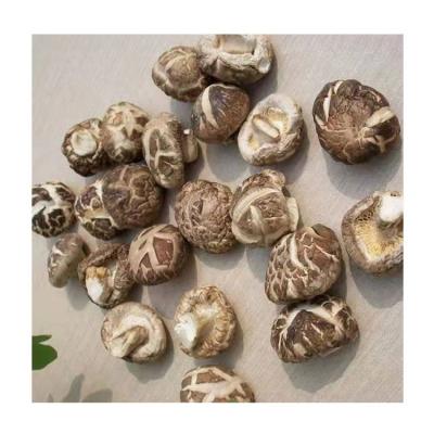 China Dried High quality dried shitake mushroom and organic dried mushroom for sale for sale