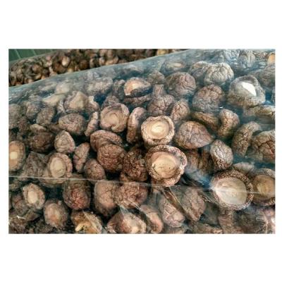 China Good Tasted Organic Dried Shiitake Mushroom Wild Shiitake Mushrooms for sale